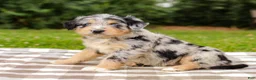 Aussiedoodle dogs for sale: Brooke Standard Sized - Ad 7