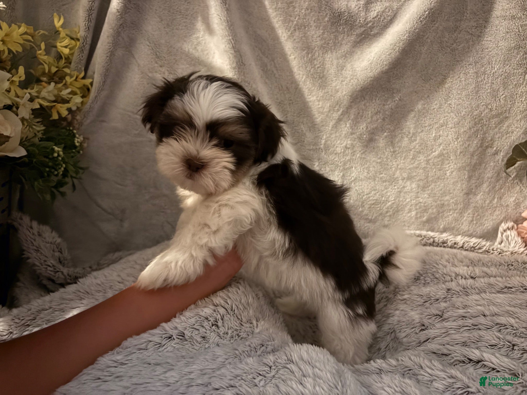 Malshi dogs Mac - Ad 8