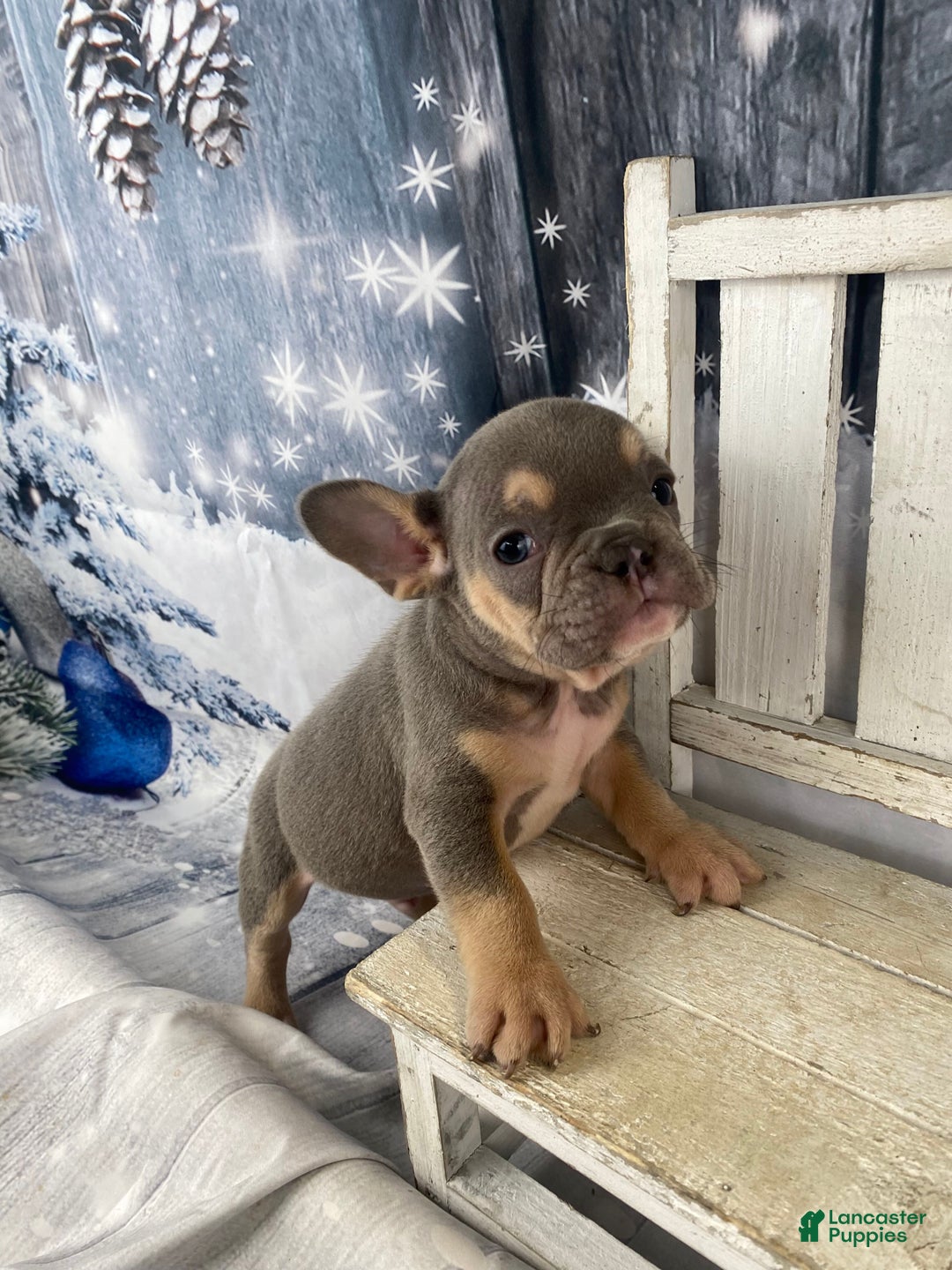 French Bulldog dogs for sale: Leo - Ad 8
