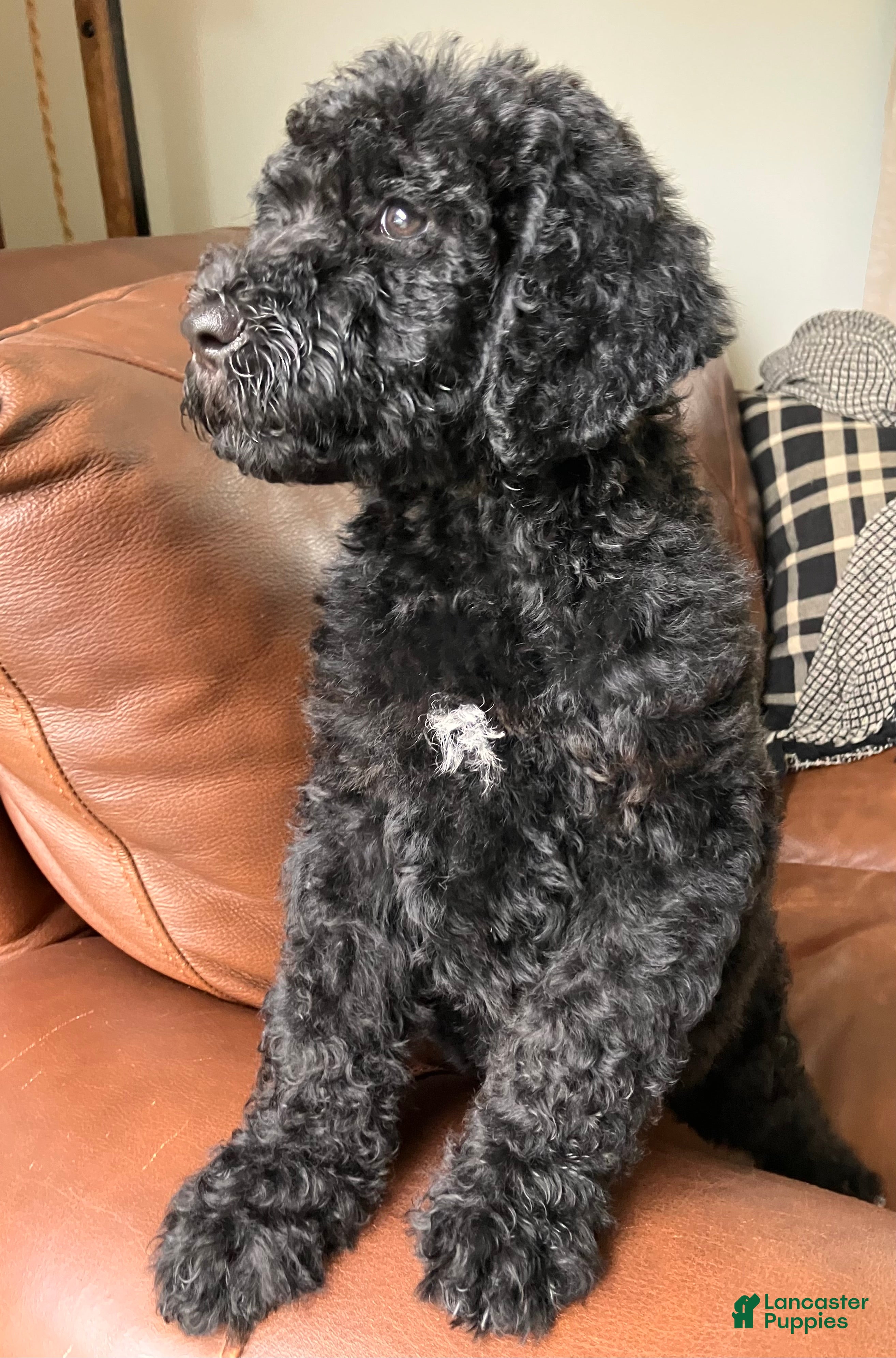 Labradoodle dogs Fiona - Ad 2