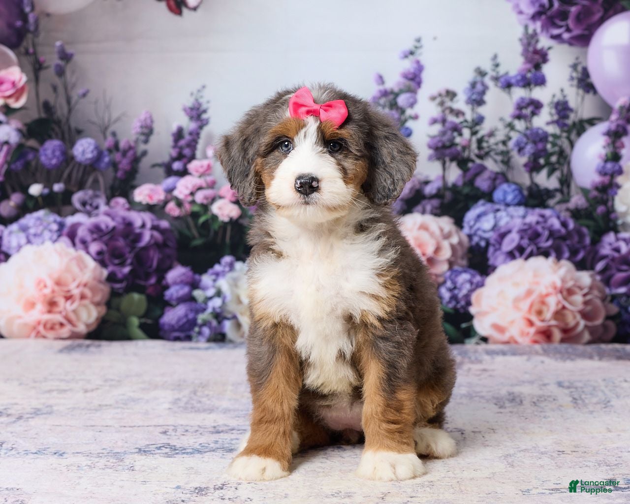 Bernedoodle dogs Lillie - Ad 1