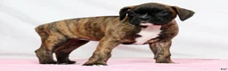 Boxer dogs for sale: Nellie - Ad 7