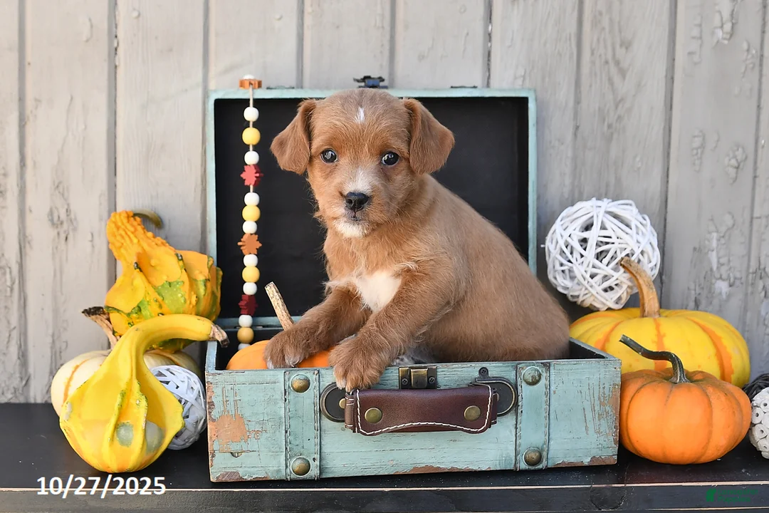 Mixed Breed dogs for sale: Tony - Ad 7