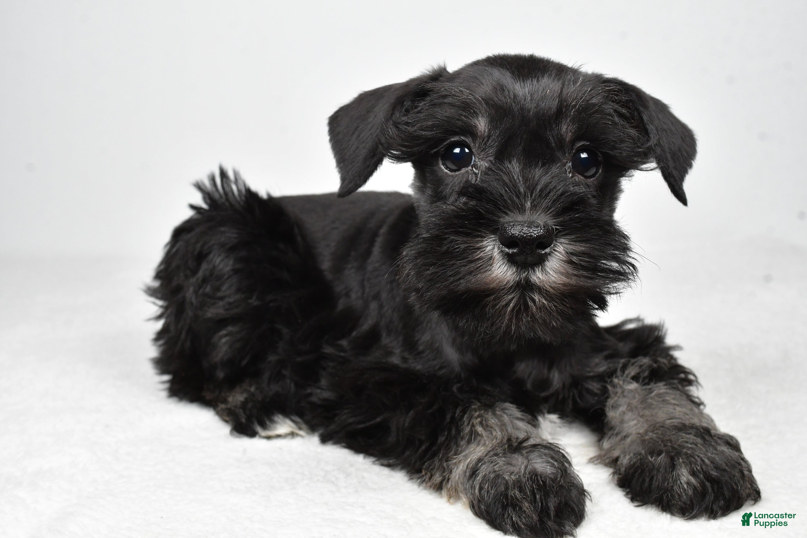 Miniature Schnauzer dogs Jaci - Ad 1