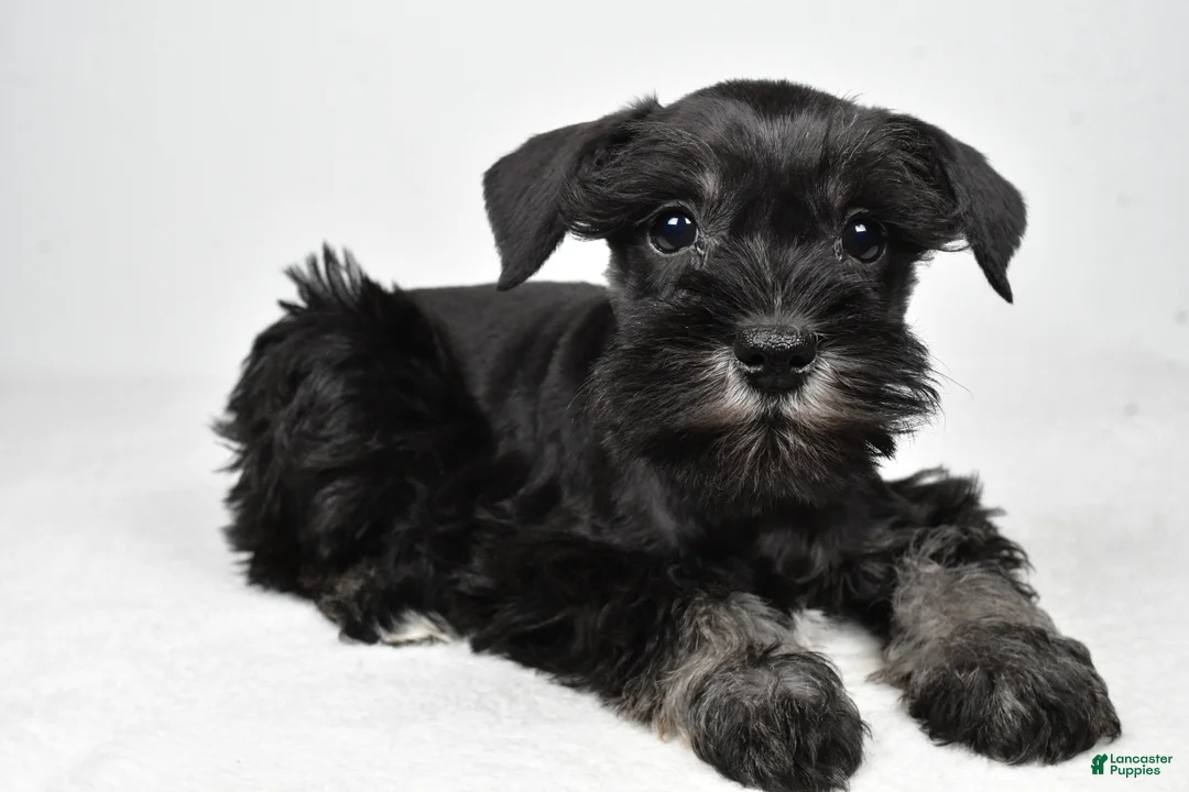 Miniature Schnauzer dogs for sale: Jaci - Ad 1
