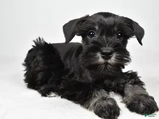 Miniature Schnauzer dogs for sale: Jaci - Ad 3