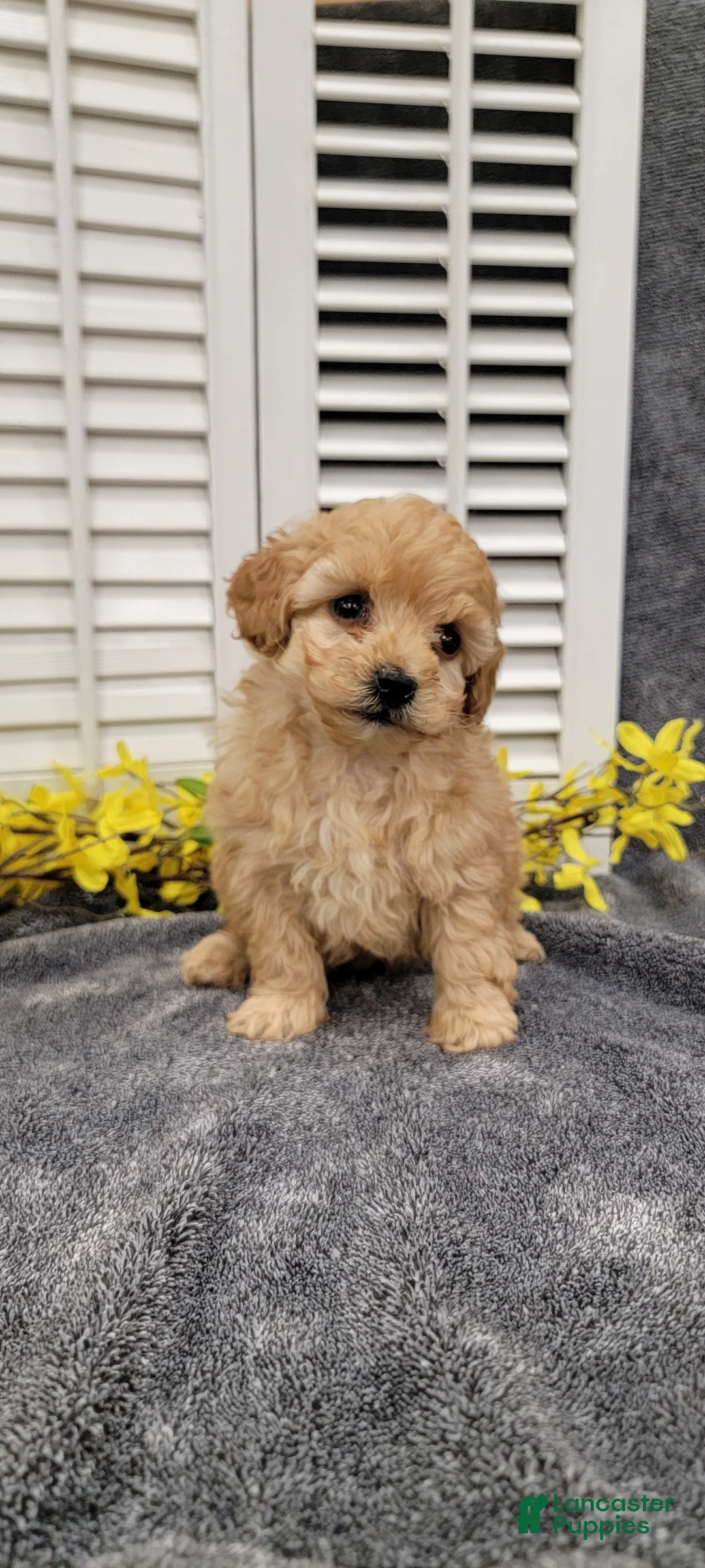 Miniature Poodle dogs for sale: Tulip - Ad 2