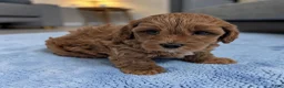 Cavapoo dogs for sale: Lincoln - Ad 2