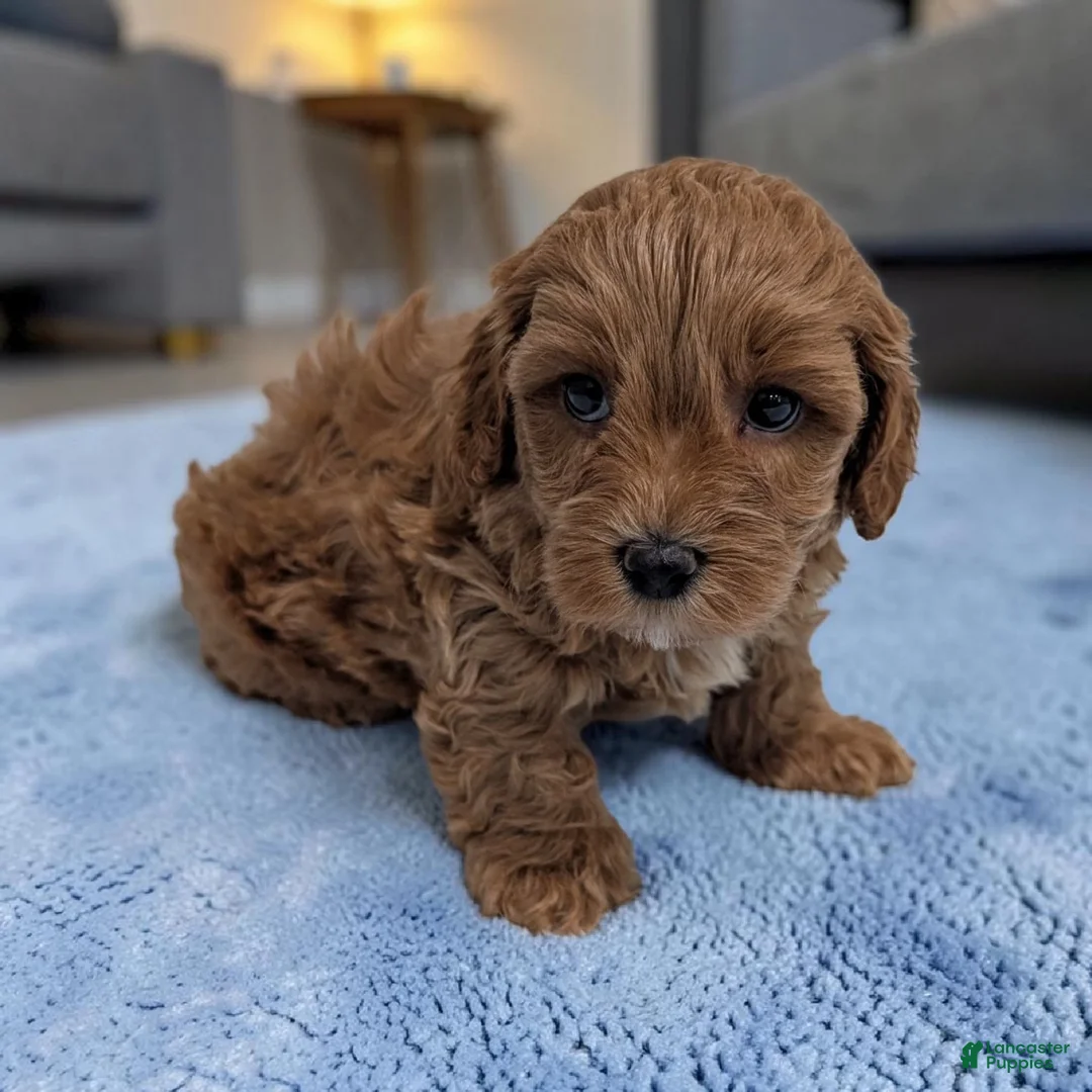Cavapoo dogs for sale: Lincoln - Ad 2