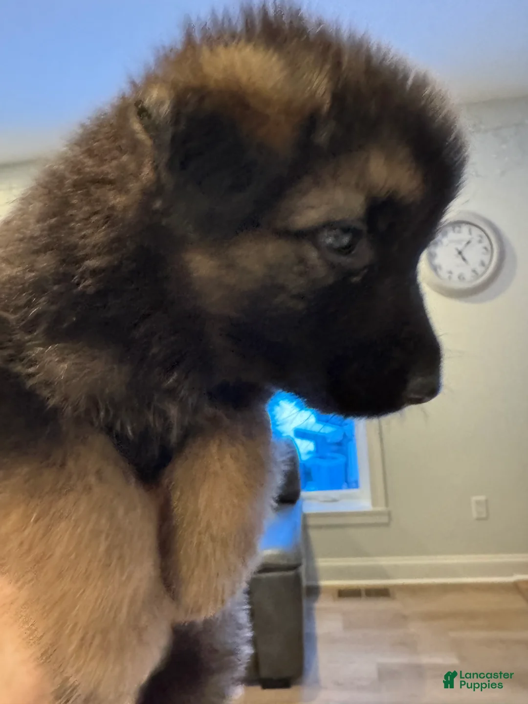 German Shepherd dogs for sale: Jerry - Ad 3