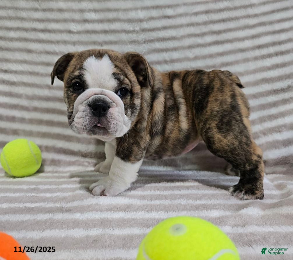 English Bulldog dogs Maria  - Ad 41