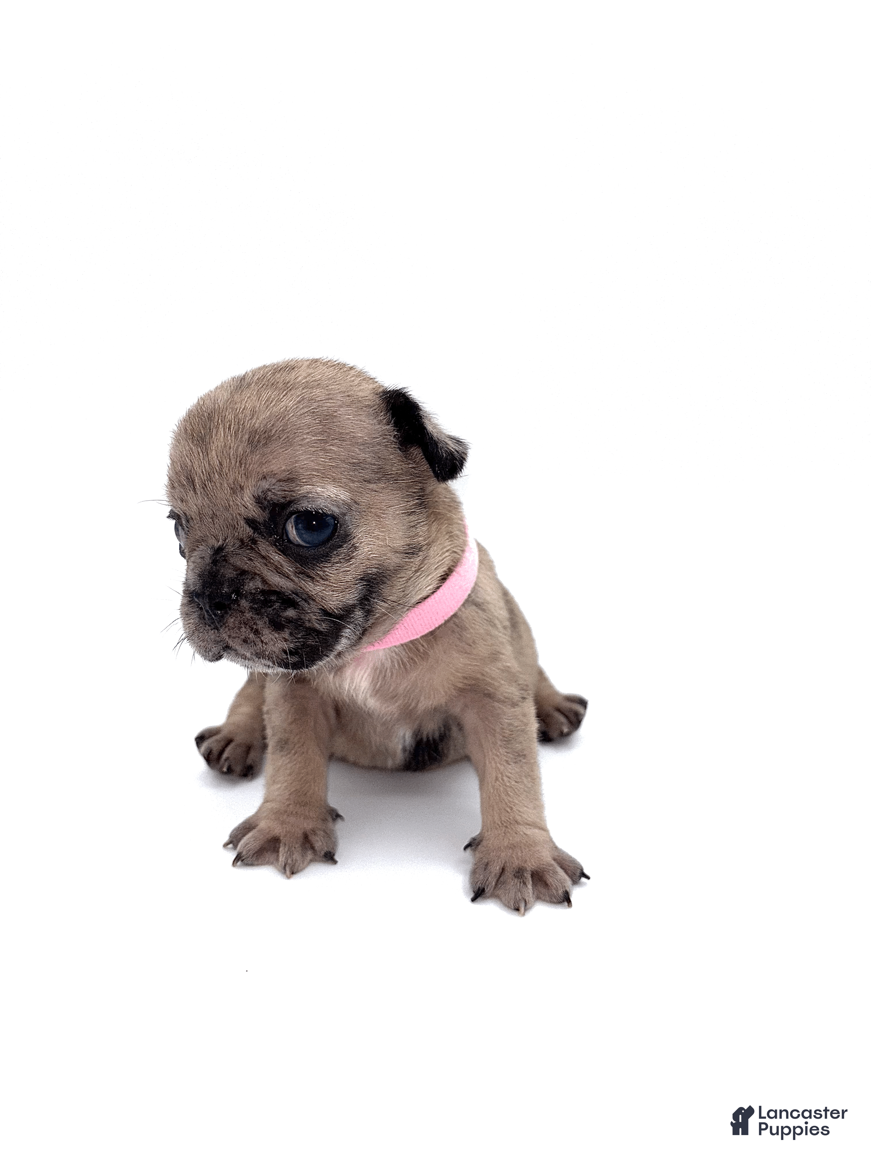 French Bulldog dogs French Bulldog Puppy 6 - Ad 15