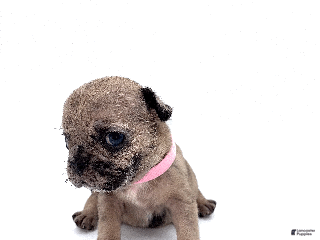 French Bulldog dogs French Bulldog Puppy 6 - Ad 34