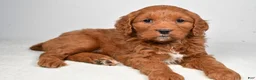Mini Goldendoodle dogs for sale: Bailey - Ad 10