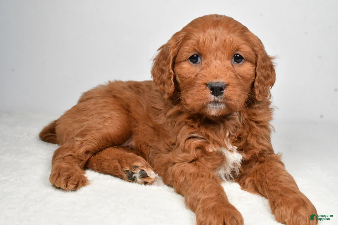 Mini Goldendoodle dogs for sale: Bailey - Ad 10