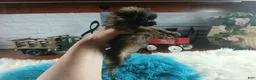 Chihuahua dogs for sale: Micro teacup long hair darker boy. Hand Delivery  - Ad 5