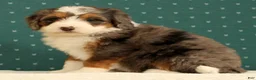 Mini Bernedoodle dogs for sale: Stormy - Ad 8