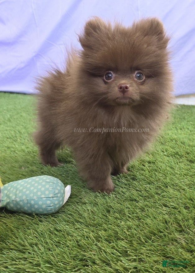 Pomeranian dogs CJ - Coffee Junior - Pomeranian Puppy! - Ad 1