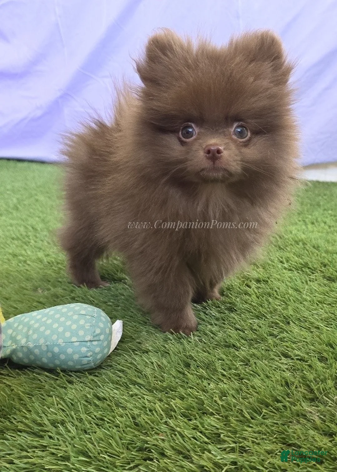 Pomeranian dogs for sale: CJ - Coffee Junior - Pomeranian Puppy! - Ad 1