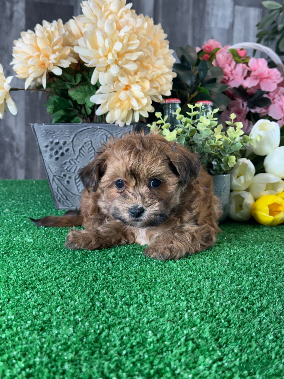 Lhasapoo dogs for sale: Alexa - Ad 5