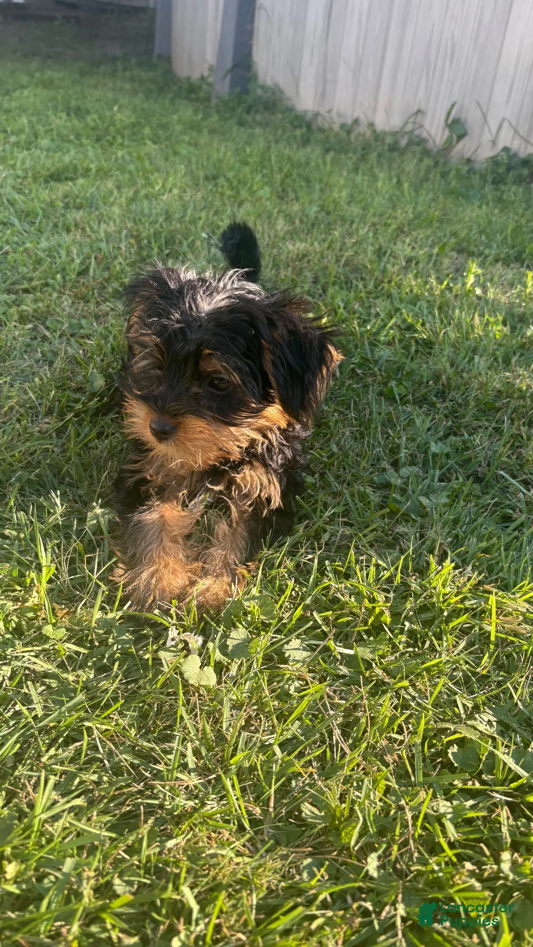 Yorkshire Terrier dogs for sale: Yorkshire Terrier 2 (Dior) - Ad 1