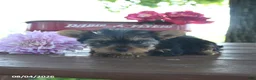 Yorkshire Terrier dogs for sale: Tessy - Ad 9