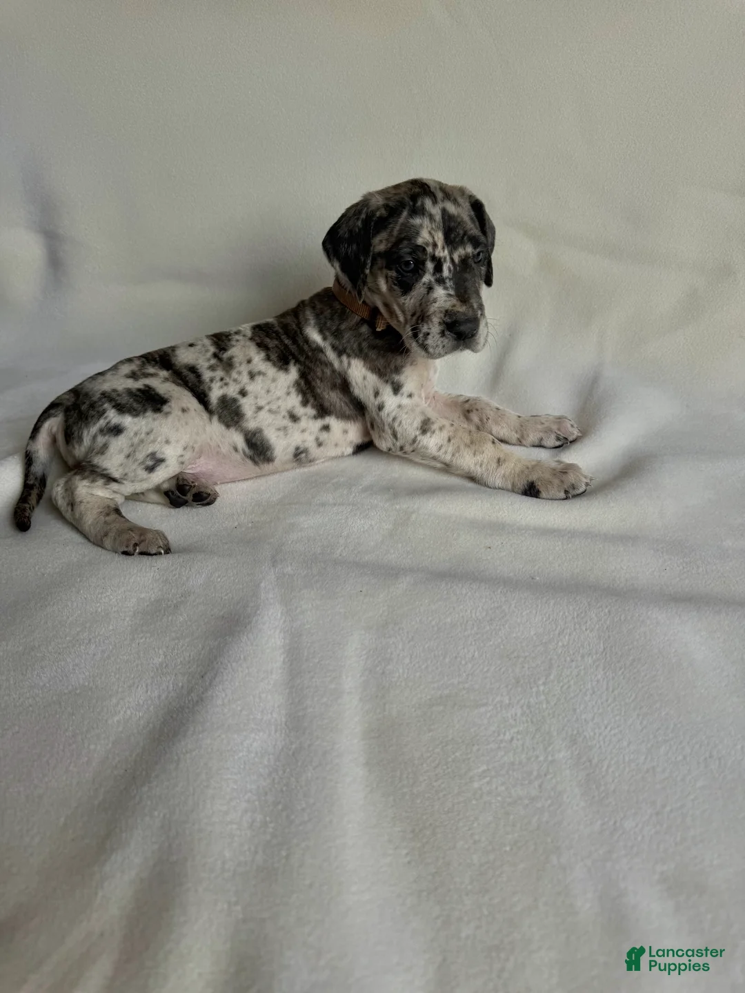 Great Dane dogs for sale: Kisses- peach - Ad 1