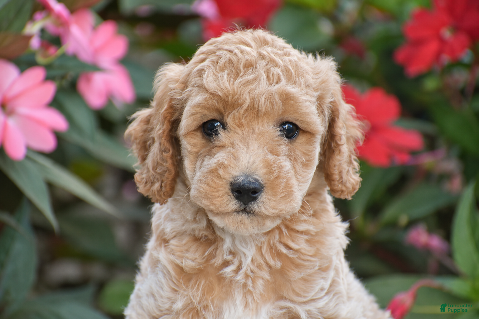 Mini Goldendoodle dogs Abby - Mini F1BB - Ad 2