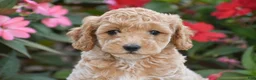 Mini Goldendoodle dogs for sale: Abby - Mini F1BB - Ad 2