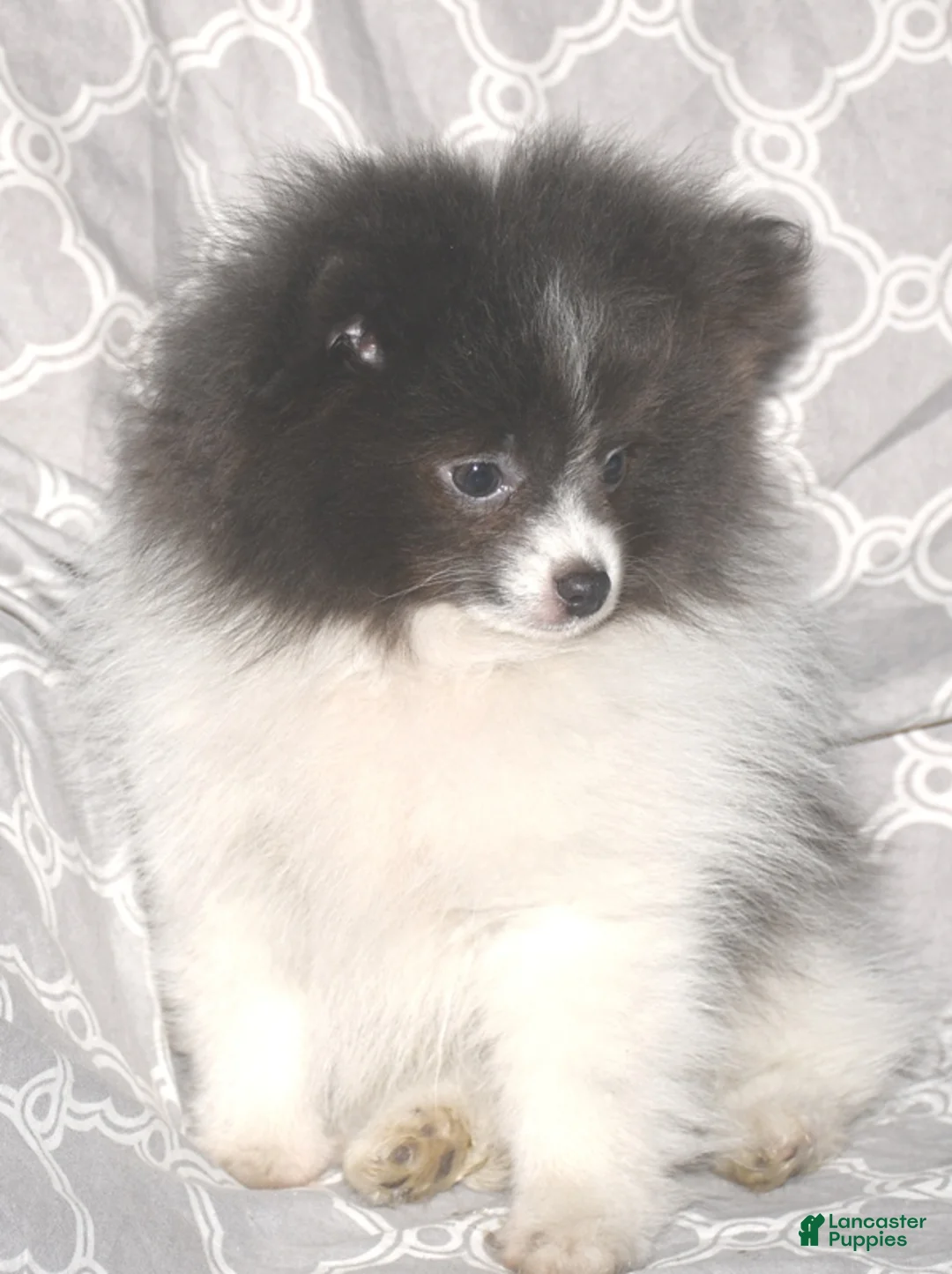 Pomeranian dogs for sale: Denim - Ad 2