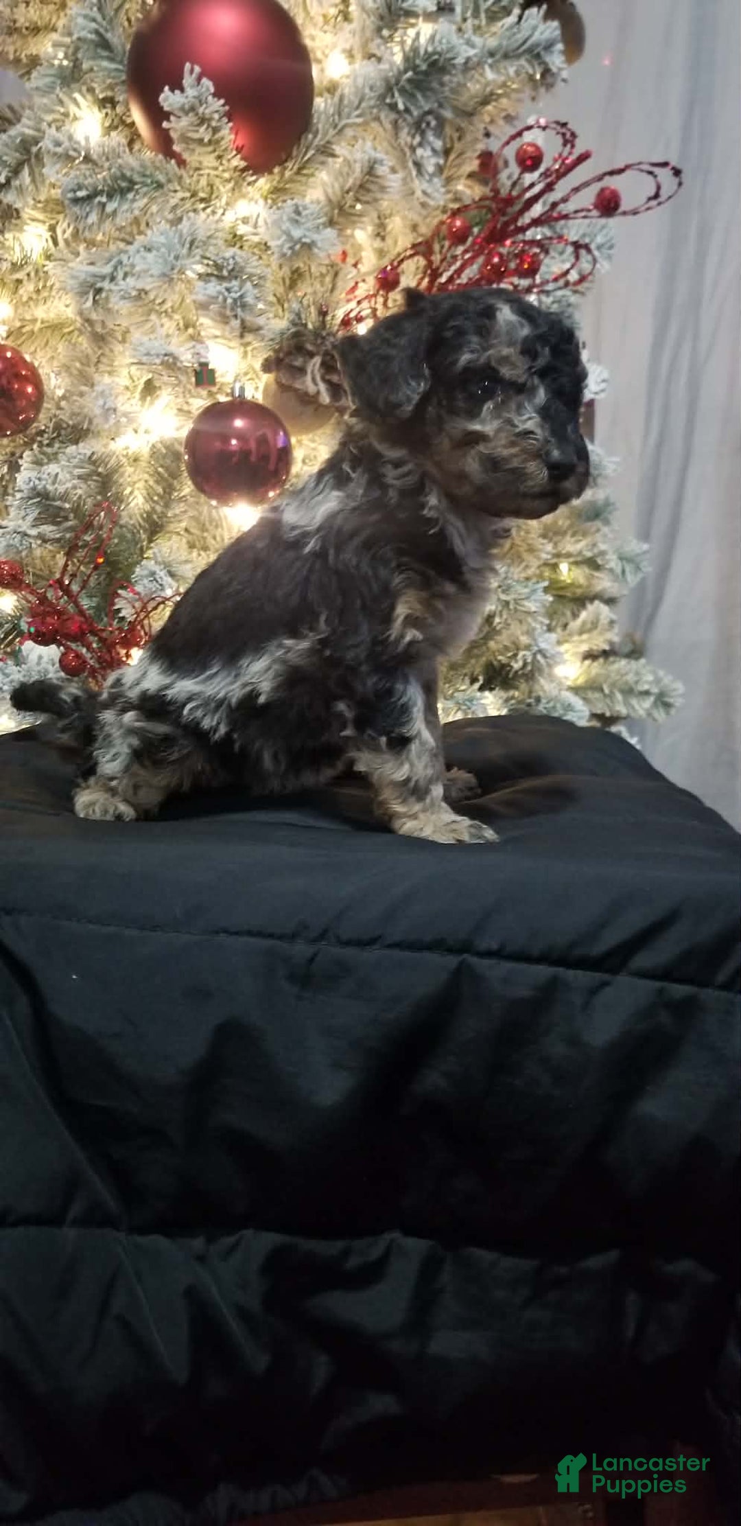 Mini Aussiedoodle dogs for sale: Mini Aussiedoodle Puppy 2 - Ad 3