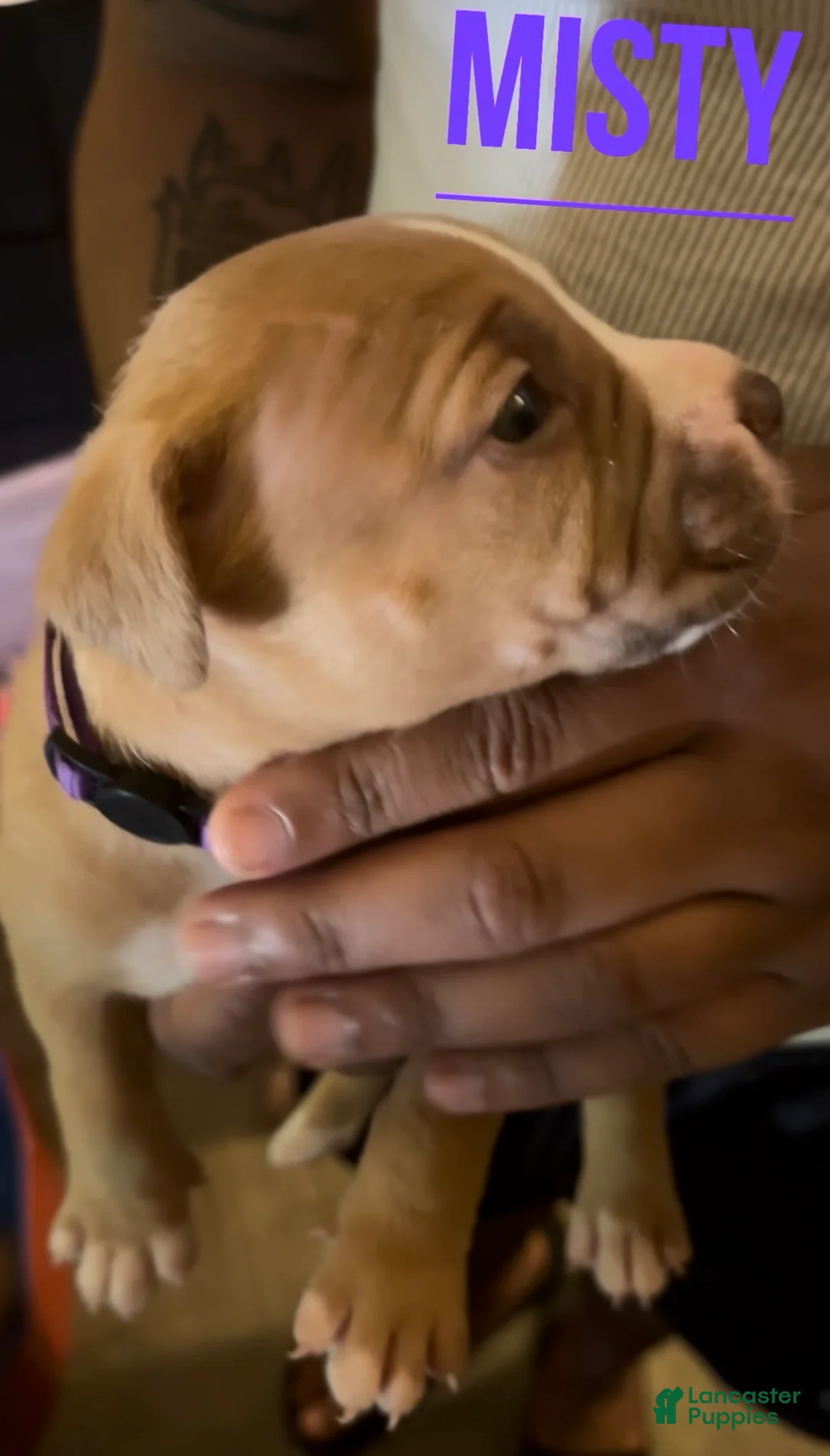 American Pit Bull Terrier dogs for sale: American Pit Bull Terrier 8 - Ad 2