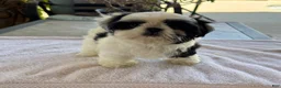Shih Tzu dogs for sale: Shih Tzu 3 - Ad 2