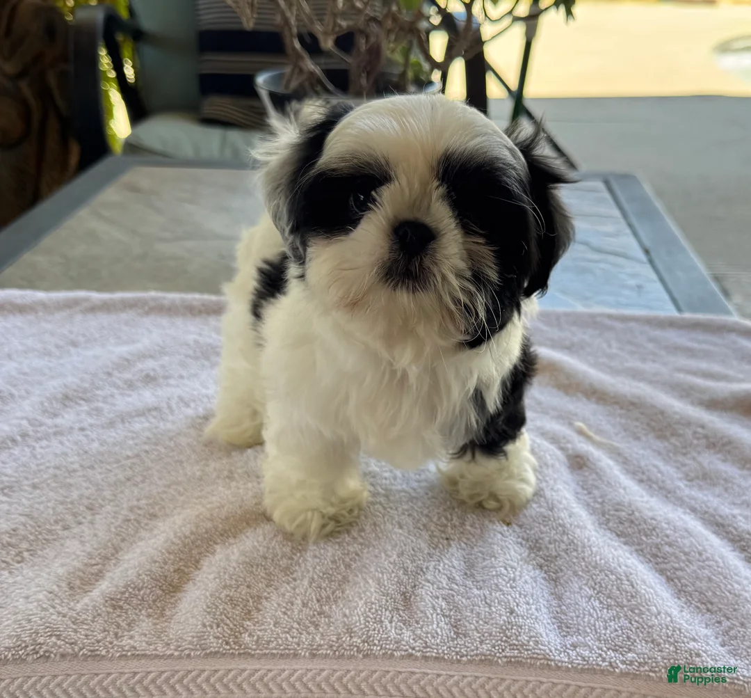 Shih Tzu dogs for sale: Shih Tzu 3 - Ad 2