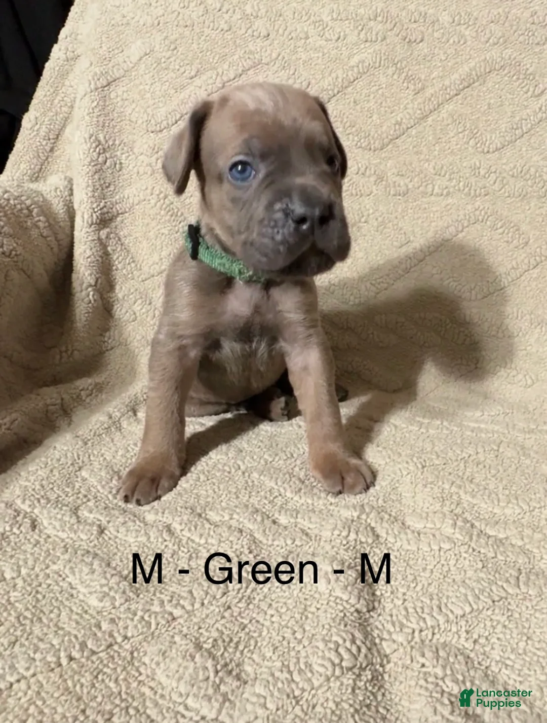 Cane Corso dogs for sale: Green - Ad 2