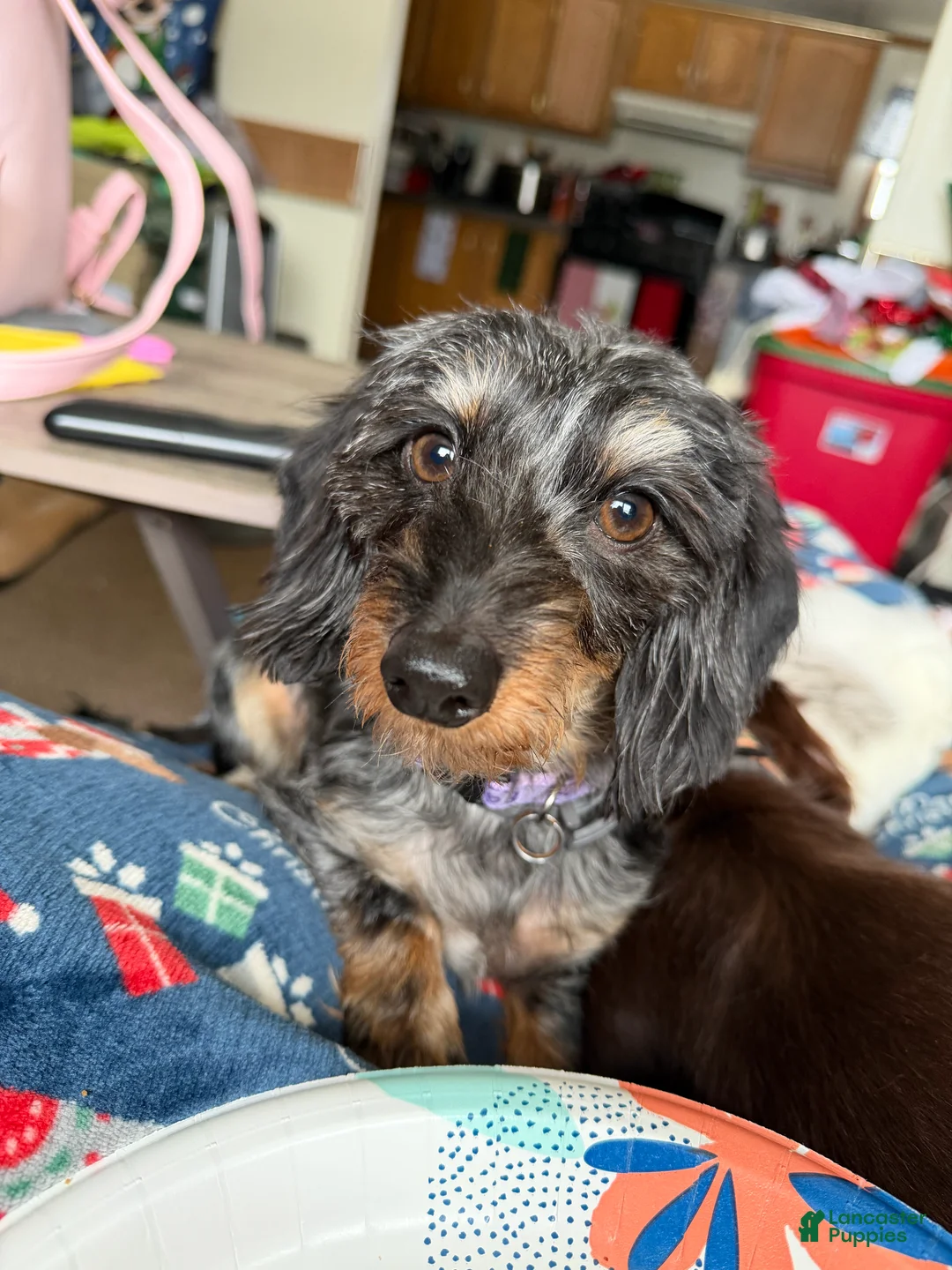 Miniature Dachshund dogs for sale: Miniature Dachshund Puppy 3 - Ad 5