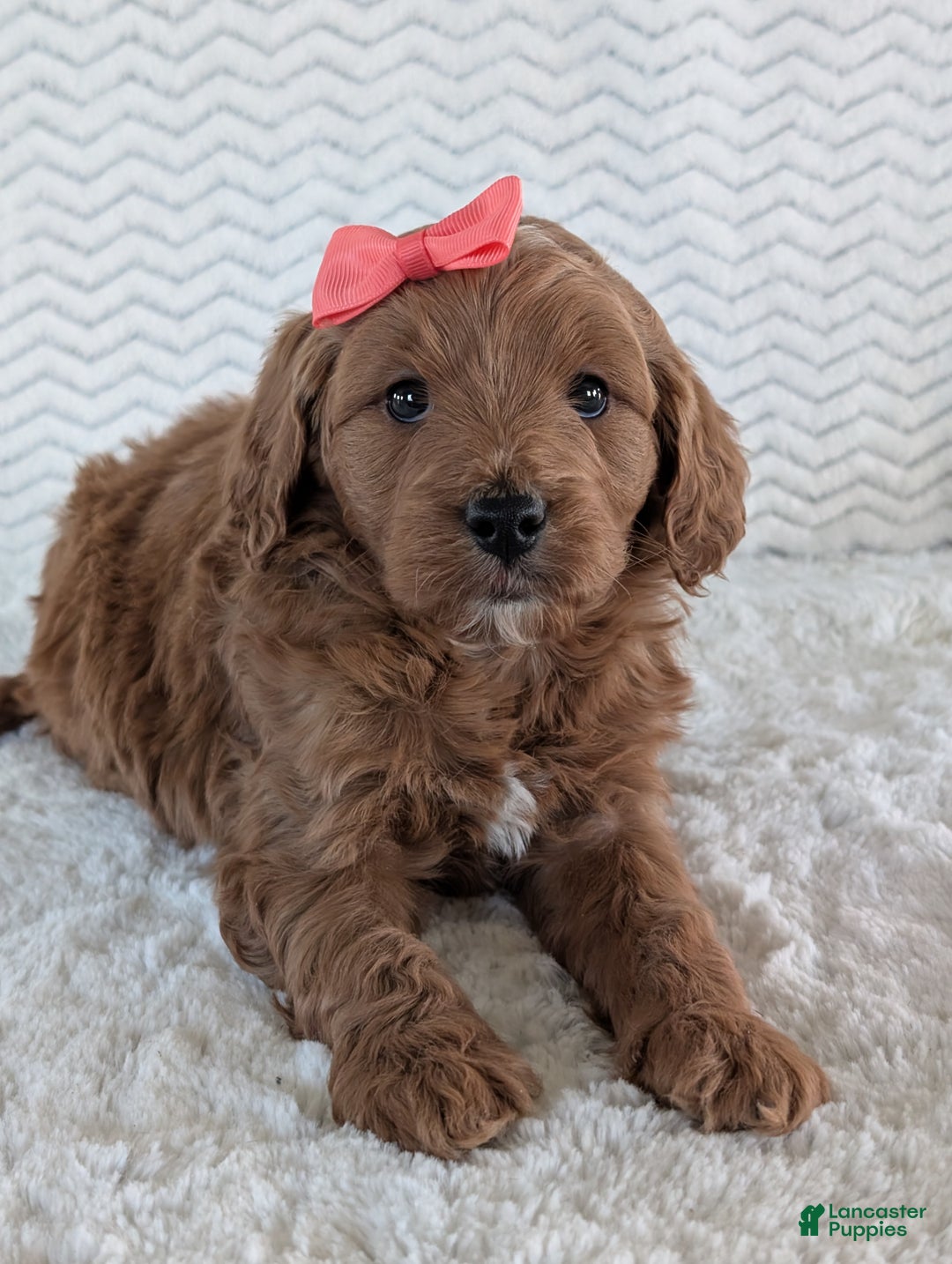 Goldendoodle dogs for sale: Gracie - Ad 4