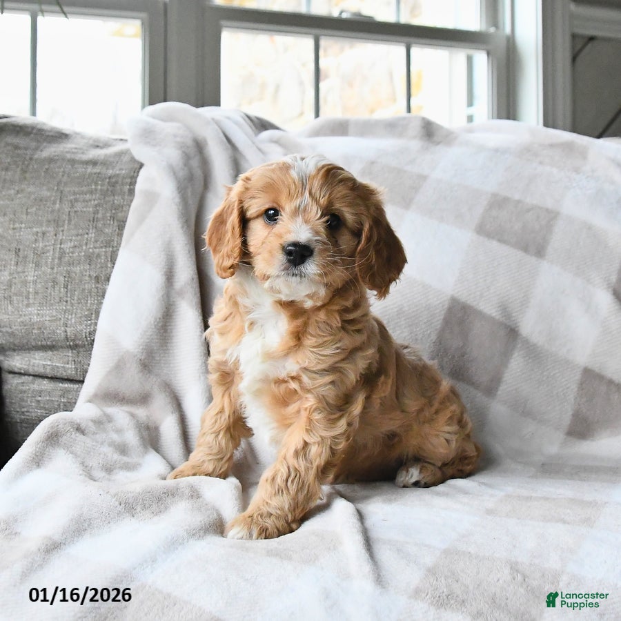 Cavapoo dogs for sale: Caramel - Ad 3