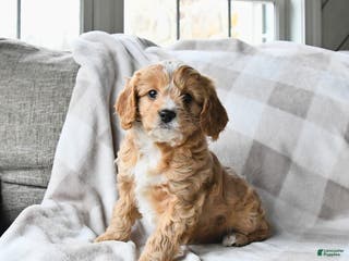 Cavapoo dogs Caramel - Ad 30