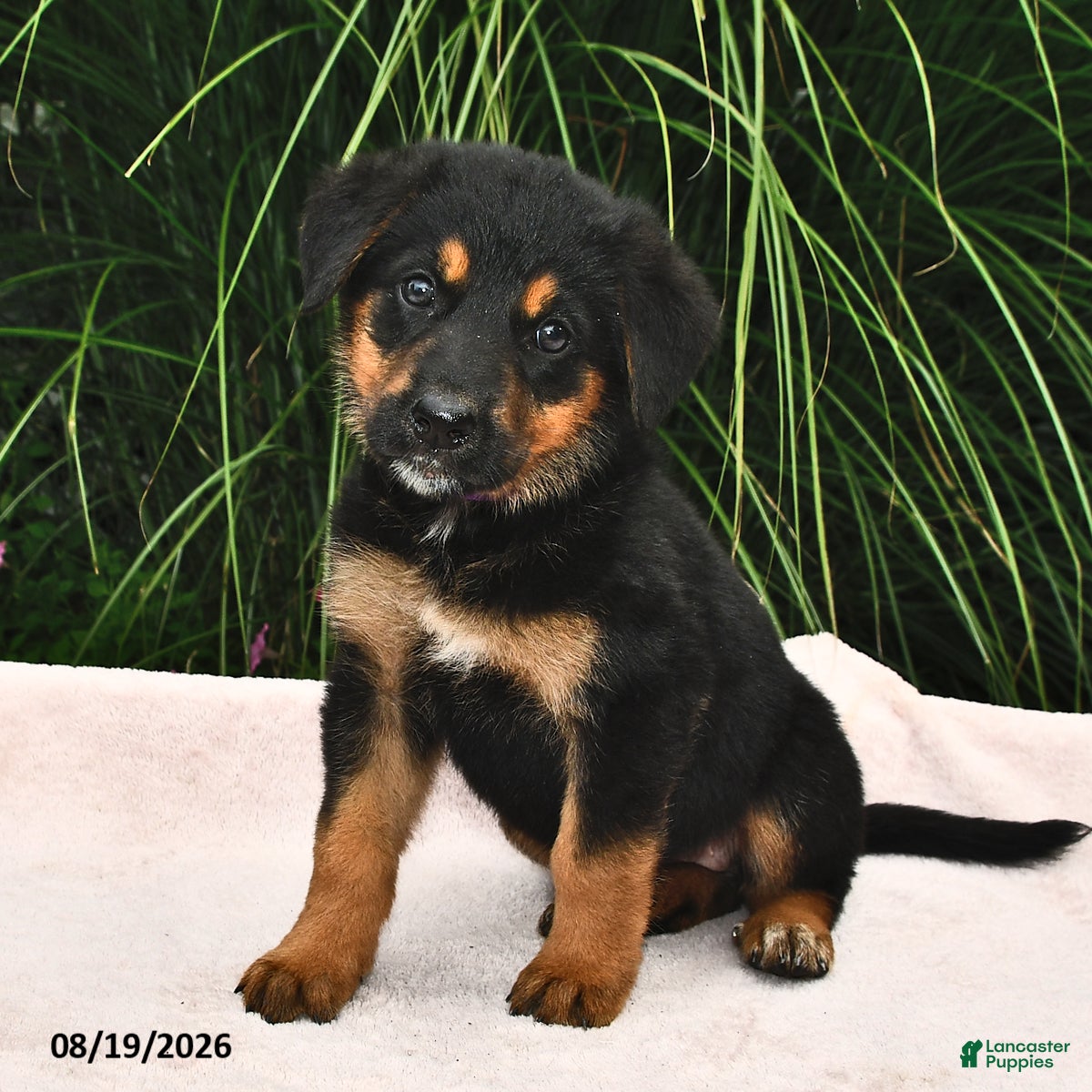 Mixed Breed dogs Roxie - Ad 2