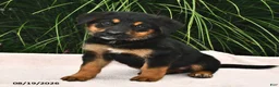 Mixed Breed dogs for sale: Roxie - Ad 2