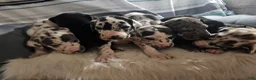 Great Dane dogs for sale: Blue Harlequin - Ad 5