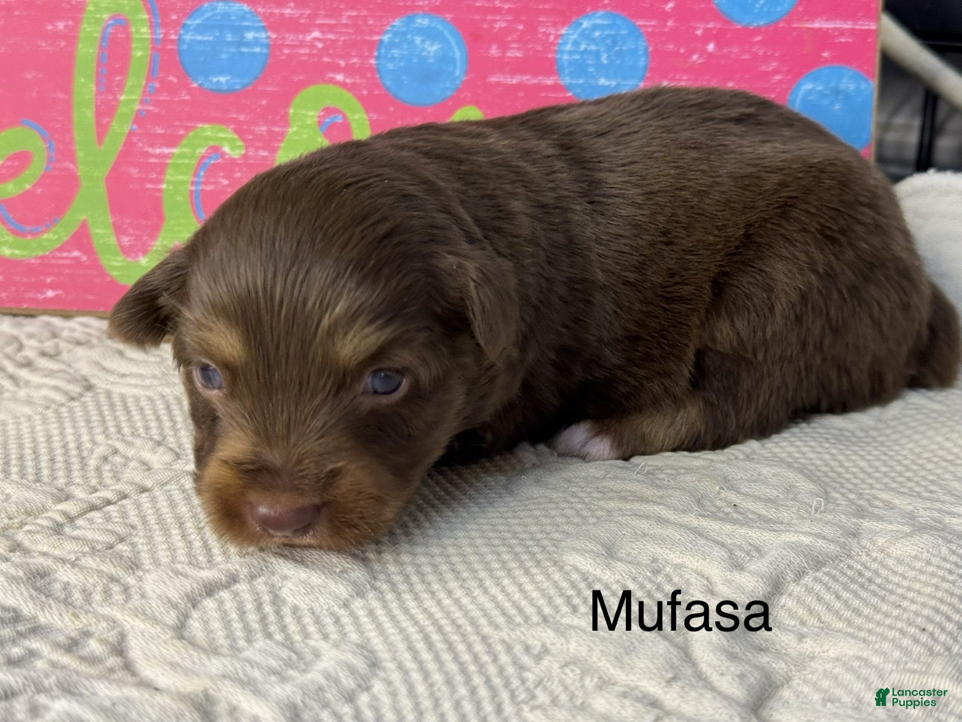 Miniature Australian Shepherd dogs Mufasa - Ad 1