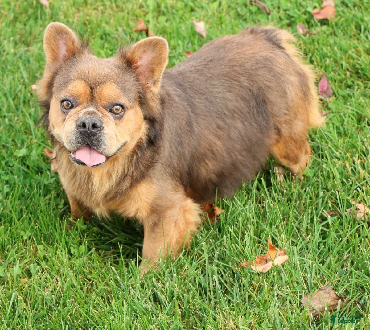 French Bulldog dogs Buster - Ad 2