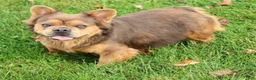 French Bulldog dogs for sale: Buster - Ad 2