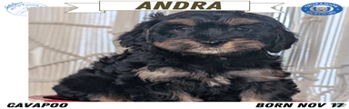 Andra