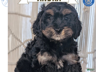 Cavapoo dogs Andra - Ad 4