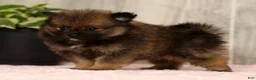 Pomeranian dogs for sale: Cookie - Ad 5