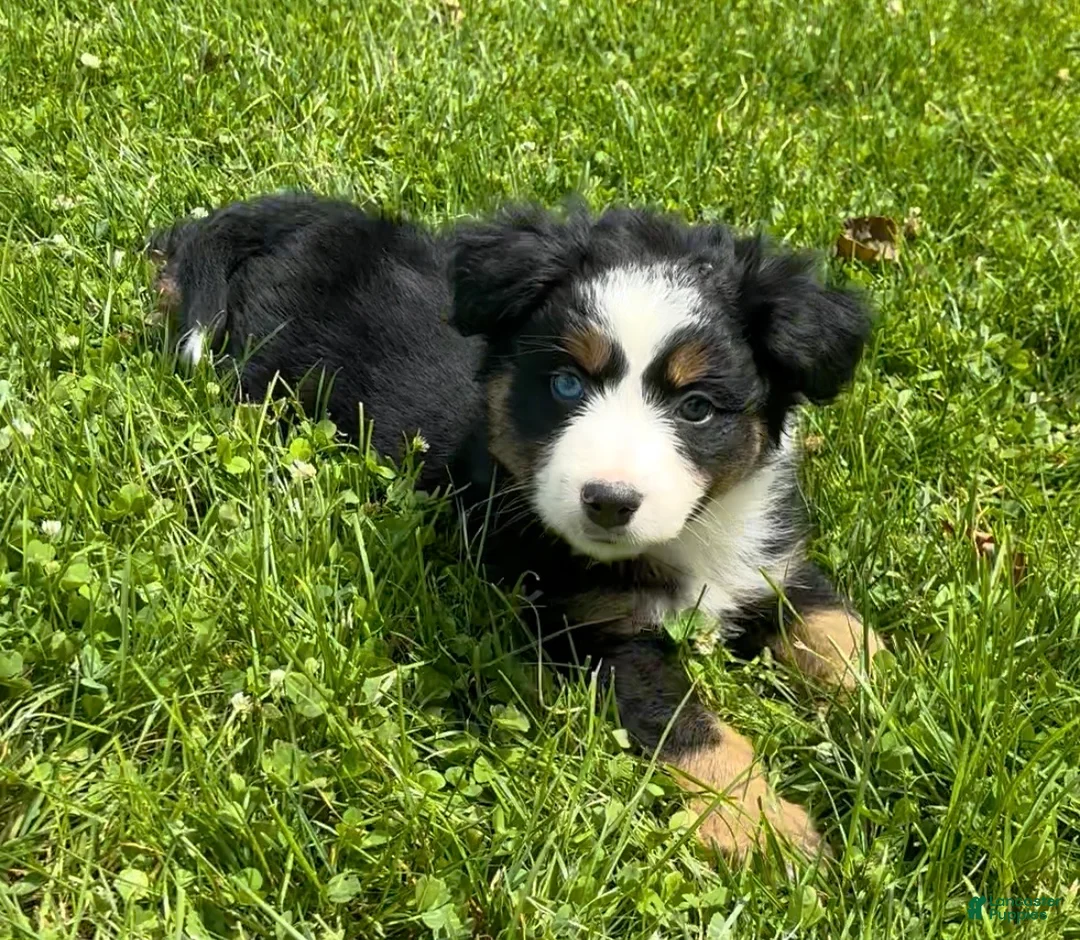 Australian Shepherd dogs for sale: Duke - Ad 1