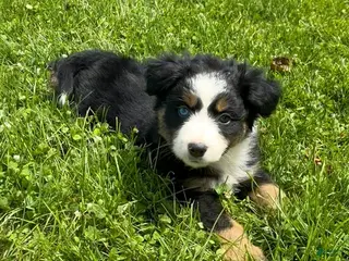 Australian Shepherd dogs for sale: Duke - Ad 4